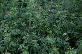 Image result for Medicago sativa