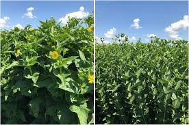 This cookie is used to distinguish between humans and bots. Mating Compatibility And Fertility Studies In An Herbaceous Perennial Aster Undergoing De Novo Domestication To Enhance Agroecosystems Springerlink