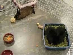 ℹ️ find bunnies for sale petsmart related websites on ipaddress.com. Rescue Bunnies Visit Petsmart Youtube