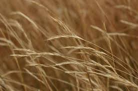 Image result for Rytidosperma davyi