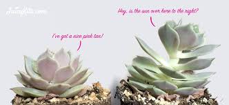 Vogek led growing fluorescent light full spectrum for indoor plants. Grow Light Basics Artificial Lighting For Succulents Cacti Juicykits Com Succulents Grow Lights Grow Light Bulbs