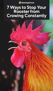 7 Ways To Stop Your Rooster From Crowing Constantly Rooster Crow Rooster Breeds