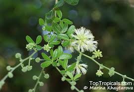 Image result for Pithecellobium dulce