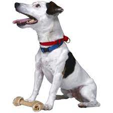 What Does It Mean When A Dog Brings You His Bone And Lays It Beside You
