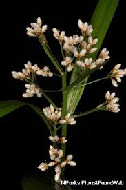 Image result for Hypolytrum