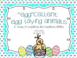 Eggcellent Egg Laying Animals Best Egg Laying Chickens