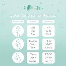 20 Semanas Cuantos Meses De Embarazo Serian Club De Bebes Junio 2018 20 Semanas De Embarazo Embarazo Semana 20 Embarazo