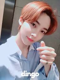 180728 Dingo Twitter update...