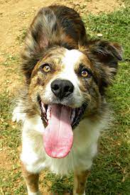 Owned By Border Collies The Beginning Border Collie Collie Border Collie Lover