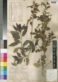 Image result for Erythrococca kirkii