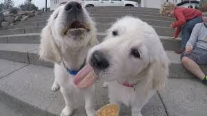 You can also find this versatile canine in service lines and movies. English Cream Golden Retriever Puppies Breeders In Oregon