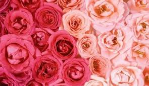 Enjoy and share your favorite beautiful hd most beautiful full hd rose background wallpapers collection for desktop, laptop, mobile phone, tablet and. Flowers Background Desktop Pink Roses 50 Ideas Free Flower Wallpaper Pink Wallpaper Desktop Laptop Wallpaper Desktop Wallpapers