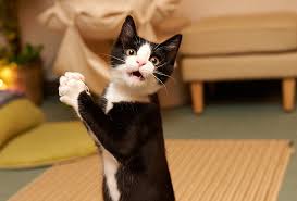 I think they are so cute and so fun to display. White Paw 1080p 2k 4k 5k Hd Wallpapers Free Download Wallpaper Flare