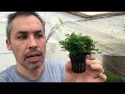 Bolbitus difformis Aquarium Plant. Decorative and slow growing.