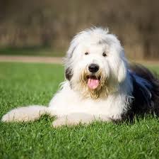 The old english sheepdog does best with a medium sized yard, however if given regular opportunities to exercise, no yard would be fine. The Old English Sheepdog Is Officially Now At Risk Of Extinction According To The Kennel Club