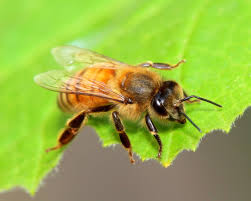 Maybe you would like to learn more about one of these? Counting The Dead Bees
