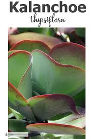 Kalanchoe Thyrsiflora The Flapjacks Plant In 2020 Plants Planting Succulents Growing Succulents