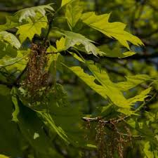 Image result for Bothriocline quercifolia