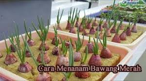 Cara menanam bawang merah dengan hidroponik adalah pilihan terbaik. Tutorial Cara Menanam Tauge Yang Benar Vimotube Com The Best Way To Watch Download Youtube Videos Aquaponics Hidroponik Menanam