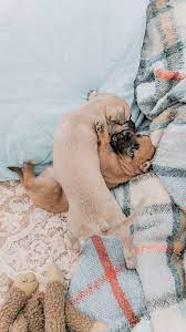 Why Does My Dog Nibble On Blankets Is Blanket Nibbling Harmful Pawcited