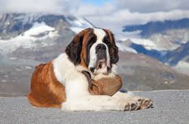 Best Dog Food For Saint Bernards Puppies And Adult Saint