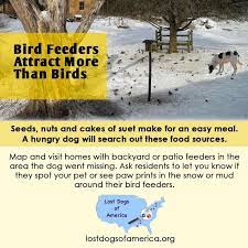 Lost Dogs Eat Birdseed Losing A Dog Dogs Bird Seed