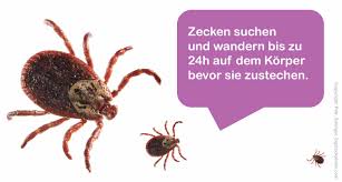 Zecken im garten und im haus können sowohl für dich, deine familie als auch deine haustiere eine wirkliche plage darstellen. Die 40 Wichtigsten Fakten Zu Zecken Zecken Ratgeber