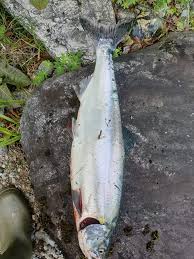Maybe you would like to learn more about one of these? Stavanger Og Rogaland Jeger Og Fiskerforening Srjf Home Facebook