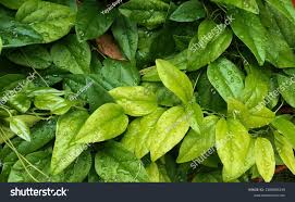 Image result for Tiliacora