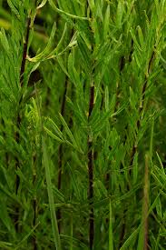 Image result for Schistostephium crataegifolium