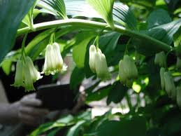 Image result for Smithia erubescens