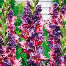 Pin On Gladiolus