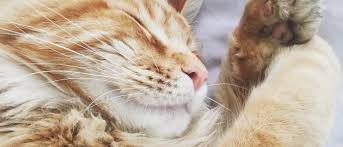 This Is Why Cats Sleep So Much | Wellness Pet Food