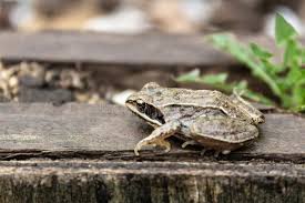 60 Ein Kleiner Brauner Frosch Fotos Kostenlose Und Royalty Free Stock Fotos Von Dreamstime