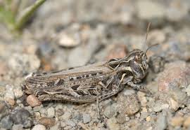 The 1957 film beginning of the end featured mutated giant grasshoppers attacking chicago. Grasshopper In The Grasslands Nature Manitoba