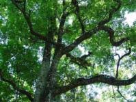 Image result for Homalium dentatum