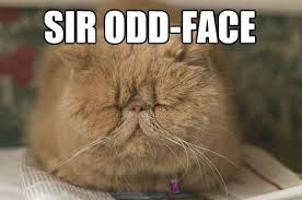 They often require special attention in various aspects of their health, including vision, respiration, and dental care. 20 Ridiculous Cat Names Fluffy Cat Breeds Cat Breeds List Flat Faced Cat