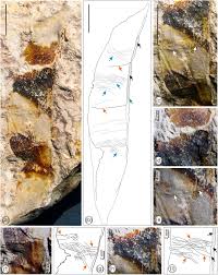 Image result for Rhynchosia congensis