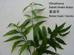 Sabah snake grass dry leaves 5 gms (approx 70 dry leaves): Sabah Snake Grass Herbal Cancer Treatment Hubpages