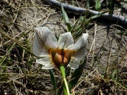 Image result for Moraea elliotii