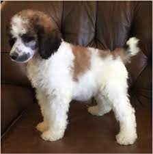 Parti poodle puppies near me. Sable Parti Standard Poodle Parti Poodle Parti Standard Poodle Poodle Puppy Standard