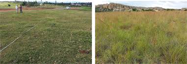 Image result for Hyparrhenia newtonii