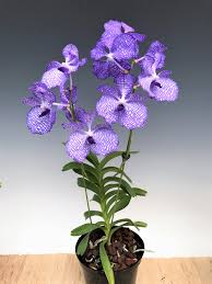 Image result for Vanda coerulea