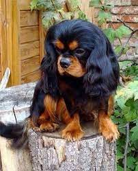 We did not find results for: A Black And Brown Sweet Cavalier Cavalier King Charles Dog King Charles Dog Cavalier King Charles Spaniel Tricolor