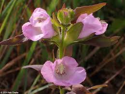 Image result for Oreophyton falcatum