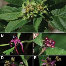 Image result for Faroa involucrata