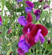 It grows easily from sweet peas seeds pink sweet pea flowers look lovely scrambling over a sunny wall, or growing up an old fence. Sweet Peas How To Plant Grow And Care For Sweet Pea Flowers The Old Farmer S Almanac
