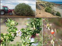 Image result for Lycium schizocalyx