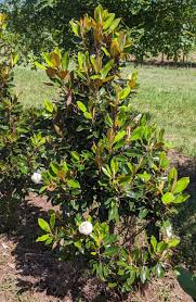 Little gem magnolia is an evergreen dwarf tree or shrub known for its large white fragrant blooms and glossy, green evergreen leaves and bronze brown underneath. Little Gem Dwarf Magnolia Boyd Nursery Company