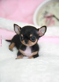 List Cutest Dog Breeds In The World With Picture Do You Make Them Pets Cutest Dog In The World S L Cuccioli Di Animale Cuccioli Di Chihuahua Cani E Cuccioli